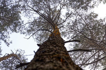 A tree without leaves and a tree crown in the forest in autumn