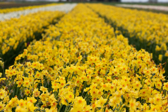 Narcissus falconet - Tazetta narcis - Narcisse Falconet