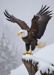 Fototapeta premium A bald eagle perched on a snowy surface, with its wings partially spread and its sharp beak visible