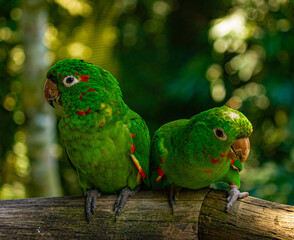 Two green parrots in a branch in forest, Brazil