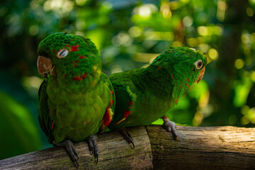 Two green parrot on a branch in forest, Brazil