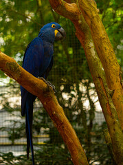 One blue and yellow macaw on branch in forest, Brazil