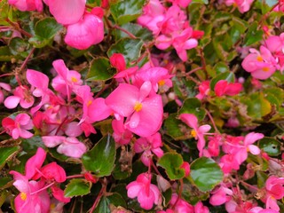 Begonias de Cera