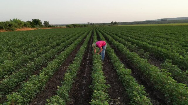 "Imagens de um agricultor trabalhando em sua cultura, capturando o esfor&ccedil;o e a dedica&ccedil;&atilde;o envolvidos no cuidado das plantas. O v&iacute;deo ou foto mostra o agricultor realizando tarefas como a semeadura, irr