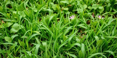 Fototapeta premium Lush, vibrant grass in the spring sunlight, foliage, thriving, outdoors