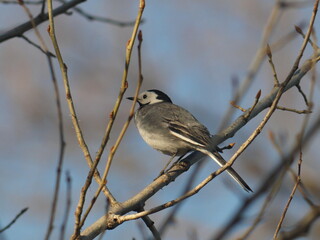 White Wagtail bird sitting on a tree branch. In the forest