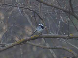 White Wagtail bird sitting on a tree branch. In the forest