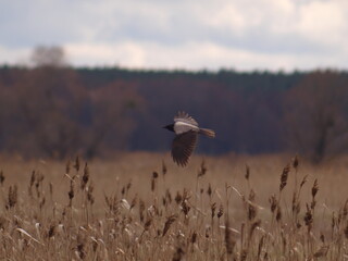 Raven bird in flight above the ground. Autumn walk.