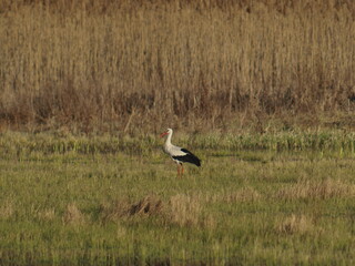 Stork bird walks in a meadow in early spring
