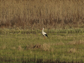Stork bird walks in a meadow in early spring