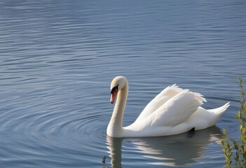 Fototapeta premium A swan swimming on a calm blue lake with rippling water