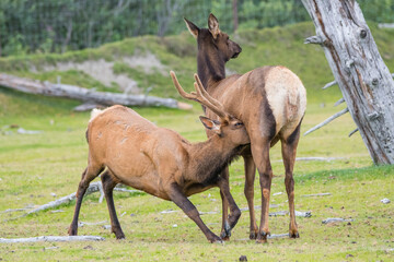 A baby elk fawn breastfeeds from its mother in an Alaska animal rehabilitation center. Anchorage Animal rescue shelter.
