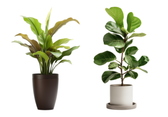 Set of large modern indoor plant pots, isolated against a transparent background