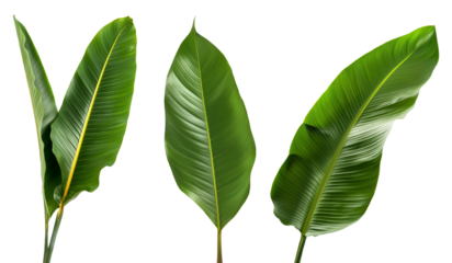 Set of long tropical leaves, isolated against a transparent background