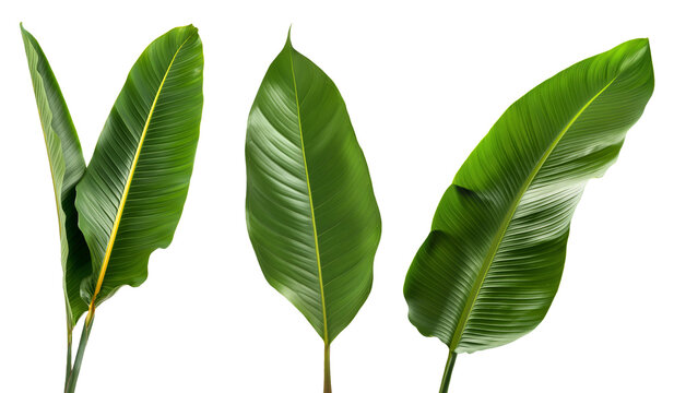 Fototapeta Set of long tropical leaves, isolated against a transparent background