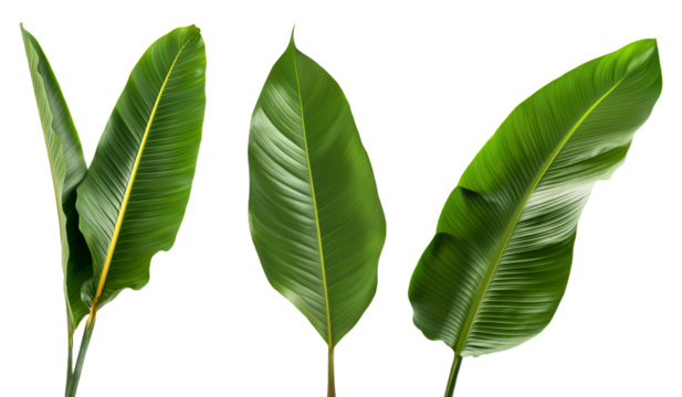 Set of long tropical leaves, isolated against a transparent background