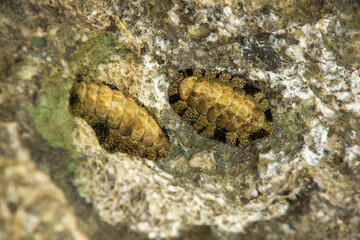 Trylobity. Skamienałość. © wojwarm