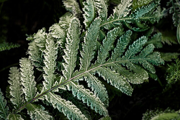 Close-up of frost-covered fern leaves in a dark, cold autumn setting, with icy crystals accentuating the rich green foliage. Macro shot of fern fronds dusted with frost with icy crystals.

