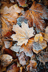 A frosty maple leaf delicately perched on a layer of ice-covered leaves, featuring warm autumn tones of orange, brown, and yellow. A perfect representation of autumn's chill and beauty.
