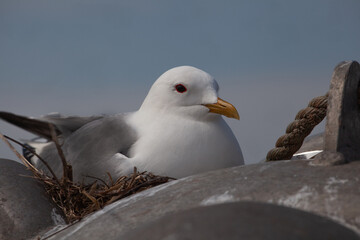Möve