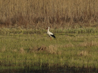 Stork bird walks in a meadow in early spring