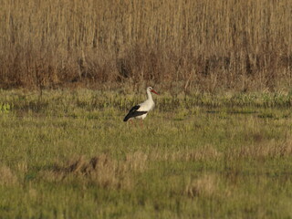 Stork bird walks in a meadow in early spring