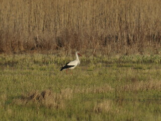 Stork bird walks in a meadow in early spring
