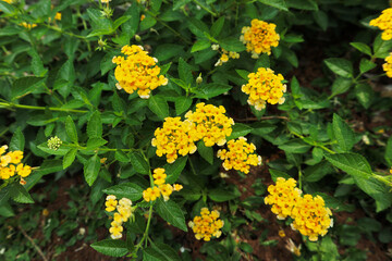 Obraz premium yellow lantana or shrub verbena