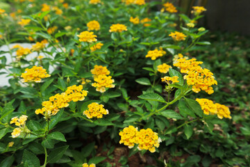 yellow lantana or shrub verbena