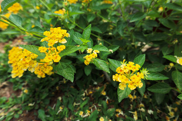 yellow lantana captured from above