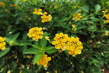 yellow lantana captured from above