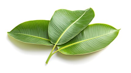 Obraz premium Explore the beauty of nature with stunning green leaves perfect for any design project