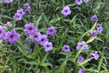 Ruellia simplex or commonly named Mexican petunia, Texas petunia, Britton's wild petunia, Mexican bluebell, and desert petunia. 
