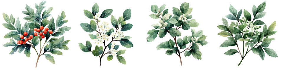 Fototapeta premium Beautiful hand painted watercolor of a hawthorn plant with vibrant red berries and delicate white flowers blooming on green leafy branches