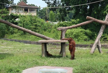 orangutan in the zoo © Aurigae