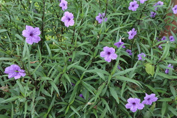 Ruellia simplex or commonly named Mexican petunia, Texas petunia, Britton's wild petunia, Mexican bluebell, and desert petunia. 