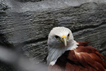 bondol eagle or haliastur indus, eagle with white head and brown body. defocused effect