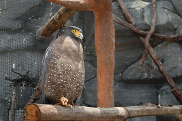 crested serpent eagle on the tree branch