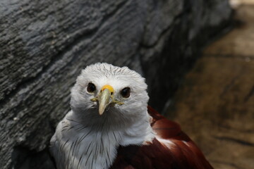 bondol eagle or haliastur indus, eagle with white head and brown body. defocused effect