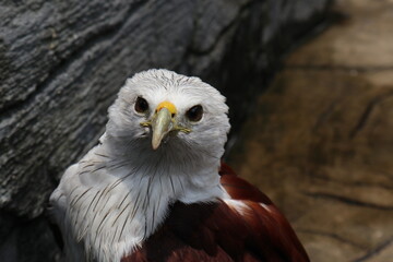 bondol eagle or haliastur indus, eagle with white head and brown body. defocused effect