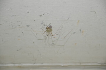 spider on the web