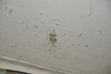 spider on the web