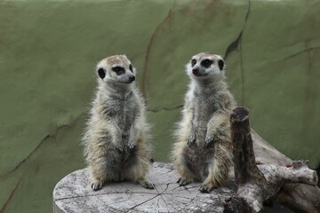 standing two cute meerkat