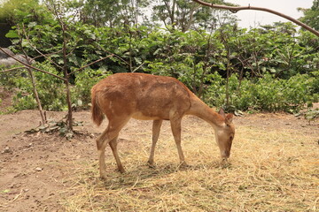 deer eating dry grass