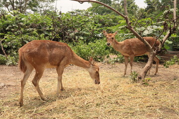 deers in the wild