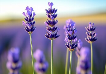 Fototapeta premium Lavender Field Close-Up: Soft Focus and Blurred Background