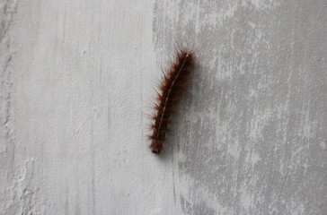caterpillar on the white wall