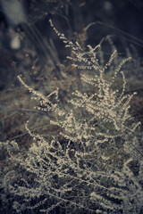 Beautiful dried wormwood herb in late autumn against blur natural background, vertical format, selective focus.