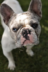 french bulldog puppy