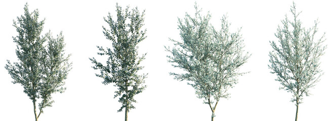 Set of Eucalyptus gunnii (commonly known as cider gum) frontal street trees isolated png on a transparent background perfectly cutout © Viktoria